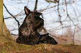 SCOTTISH TERRIER 090